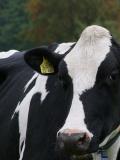 牛免疫抑制性疾病有哪些